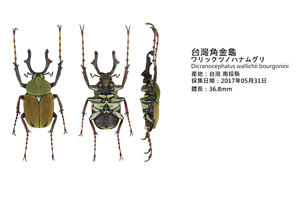 台灣角金龜