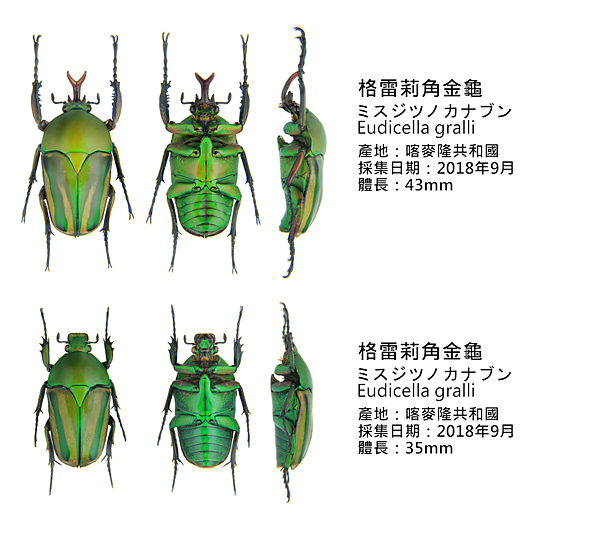 格雷莉角金龜 格雷莉角金龜