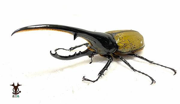 8/7 蟲之森 會員-童年洞洞樂其中的奬品:長戟大兜蟲 照