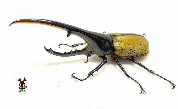 8/7 蟲之森 會員-童年洞洞樂其中的奬品:長戟大兜蟲 照