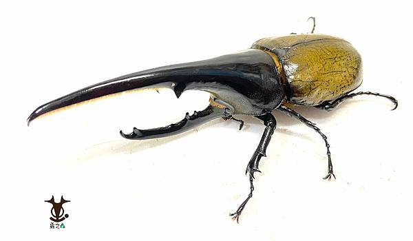 8/7 蟲之森 會員-童年洞洞樂其中的奬品:長戟大兜蟲 照