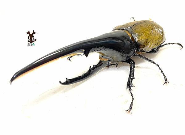 8/7 蟲之森 會員-童年洞洞樂其中的奬品:長戟大兜蟲 照