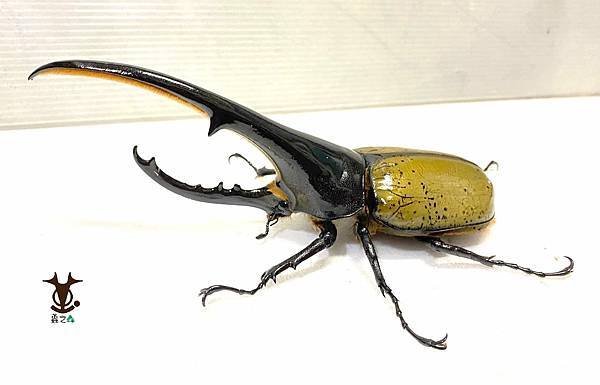 8/7 蟲之森 會員-童年洞洞樂其中的奬品:長戟大兜蟲 照