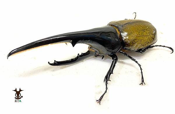 8/7 蟲之森 會員-童年洞洞樂其中的奬品:長戟大兜蟲 照