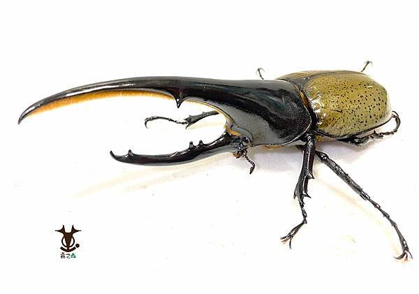 8/7 蟲之森 會員-童年洞洞樂其中的奬品:長戟大兜蟲 照