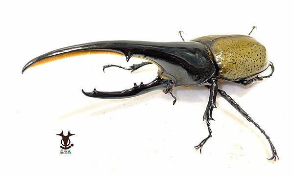 8/7 蟲之森 會員-童年洞洞樂其中的奬品:長戟大兜蟲 照