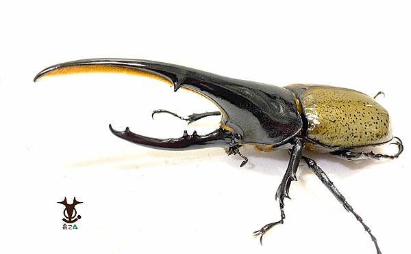 8/7 蟲之森 會員-童年洞洞樂其中的奬品:長戟大兜蟲 照