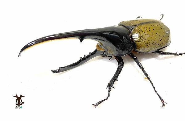 8/7 蟲之森 會員-童年洞洞樂其中的奬品:長戟大兜蟲 照