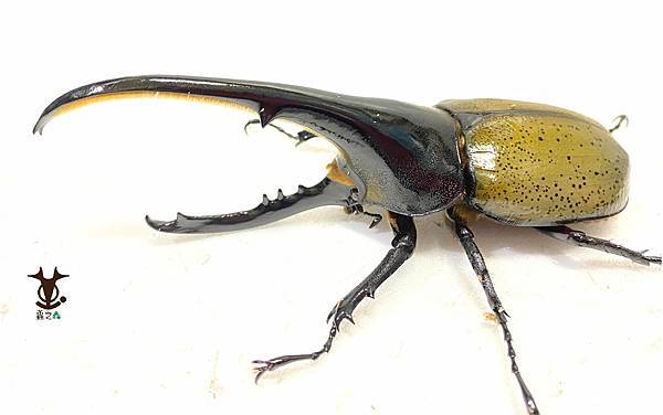 8/7 蟲之森 會員-童年洞洞樂其中的奬品:長戟大兜蟲 照