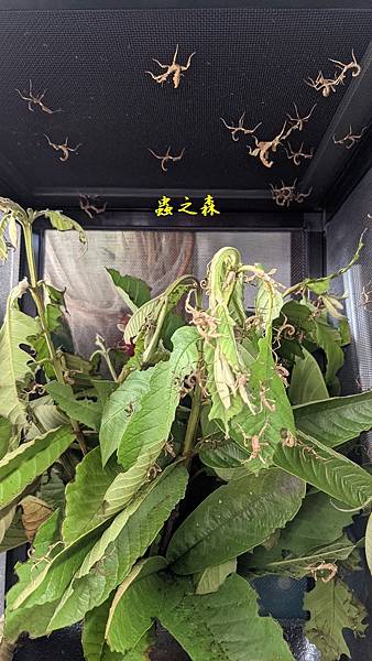 蟲之森推廣昆蟲飼育幽靈竹節蟲開放 #學校團體或教育機購 蟲之森推廣昆蟲飼育幽靈竹節蟲開放 #學校團體或教育機購