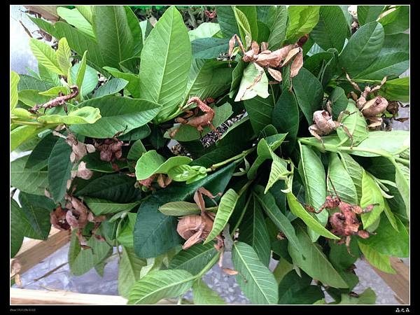 蟲之森推廣昆蟲飼育幽靈竹節蟲開放 #學校團體或教育機購 蟲之森推廣昆蟲飼育幽靈竹節蟲開放 #學校團體或教育機購