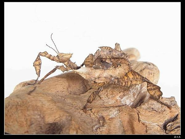 蟲之森推廣昆蟲飼育幽靈竹節蟲開放 #學校團體或教育機購 蟲之森推廣昆蟲飼育幽靈竹節蟲開放 #學校團體或教育機購