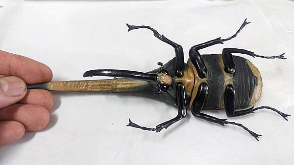 長戟大兜蟲 1:1 模型~日本河野博史先生養出的世界紀錄:長