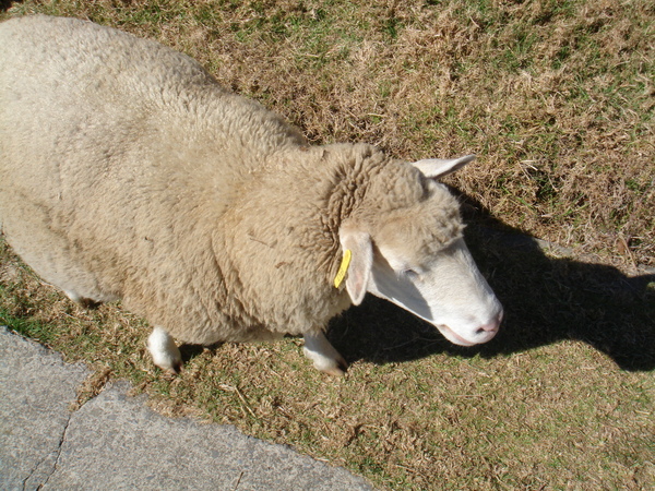 DSC03720.JPG