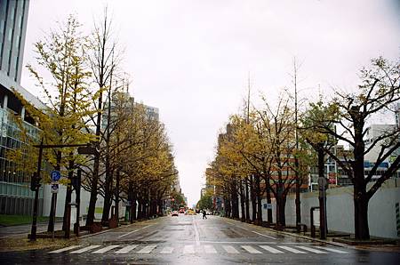 20081116d_札幌銀杏大道08.JPG