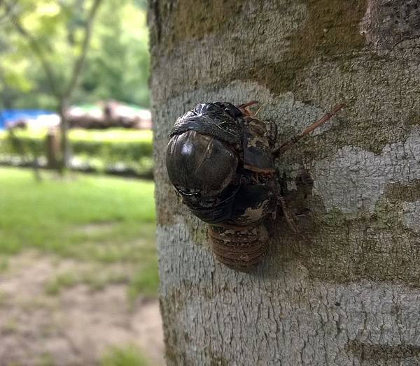 cicada