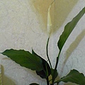 白鶴芋花苞
