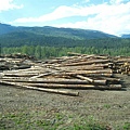 加拿大很多人都是在木材廠工作