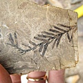 葉子的化石