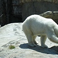 在這樣的陽光下 這邊的北極熊卻很有活動力