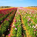 Carlsbad Flower Fields_23.jpg