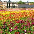 Carlsbad Flower Fields_24.jpg