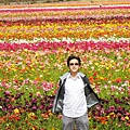 Carlsbad Flower Fields_26.jpg