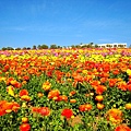 Carlsbad Flower Fields_27.jpg