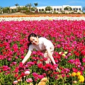 Carlsbad Flower Fields_35.jpg