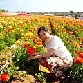 Carlsbad Flower Fields_36.jpg