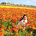 Carlsbad Flower Fields_39.jpg