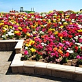 Carlsbad Flower Fields_01.jpg