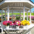 Carlsbad Flower Fields_10.jpg