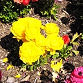 Carlsbad Flower Fields_14.jpg