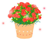 carnation_018