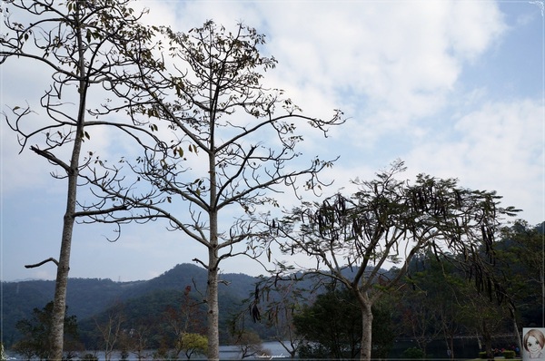 金車蘭花園(員山園)：宜蘭  員山龍潭埤＆金車蘭花園~我與仙人掌的約會