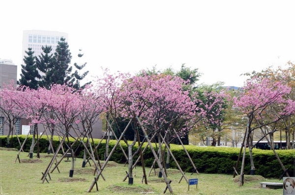 松壽廣場公園：[城市櫻花趣]台北 信義區尋櫻記~台北街頭就能賞櫻花(四處賞花點)