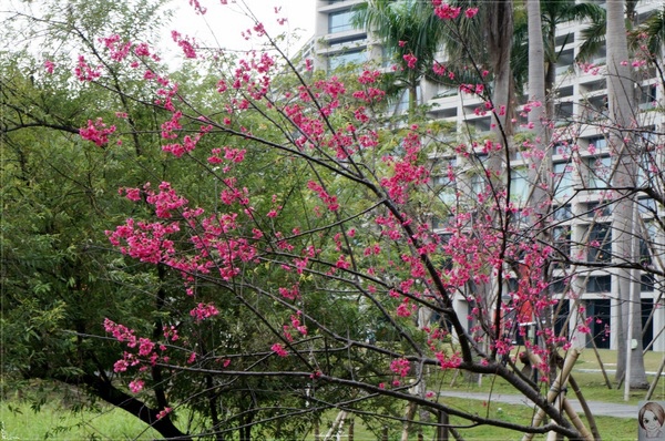 松壽廣場公園：[城市櫻花趣]台北 信義區尋櫻記~台北街頭就能賞櫻花(四處賞花點)