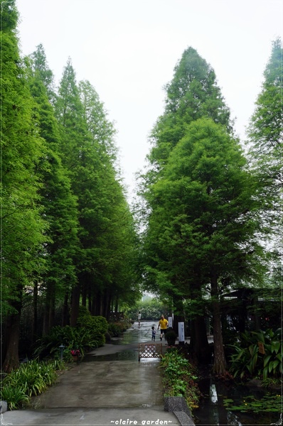 菁芳園 (田尾休閒農場)(Tenway Eco-Leisure Farm)：彰化 菁芳園~迷離夢幻的森林景點