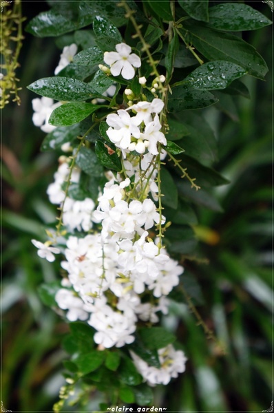 菁芳園 (田尾休閒農場)(Tenway Eco-Leisure Farm)：彰化 菁芳園~迷離夢幻的森林景點