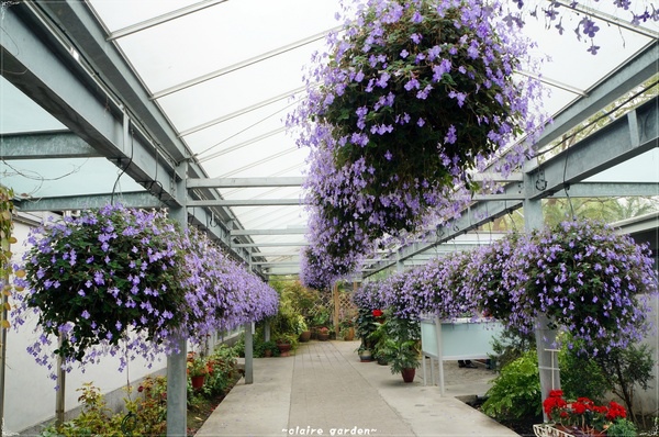 菁芳園 (田尾休閒農場)(Tenway Eco-Leisure Farm)：彰化 菁芳園~迷離夢幻的森林景點