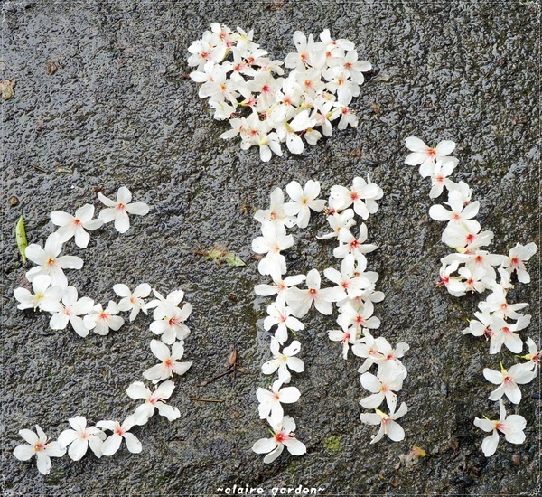 挑水古道：彰化 挑水古道~原來賞花可以不用長途跋涉