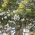 IMG_4455.JPG