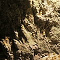 IMG_4528.JPG