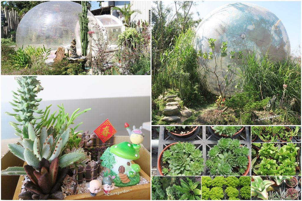 ,南投,埔里,多肉秘境,泡泡屋,DIY,植栽,花海,打卡,夜景,