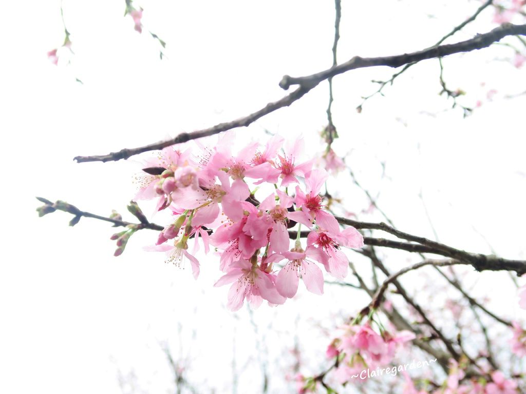 台北,陽明山,陽明山國家公園,賞花,杜鵑花,八重櫻,水仙花,台北景點