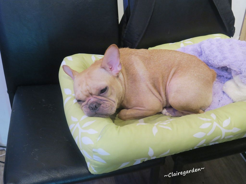 新北 土城 酌炑鳥~用料實在,創意台菜好對味 新北 土城 酌炑鳥~用料實在,創意台菜好對味