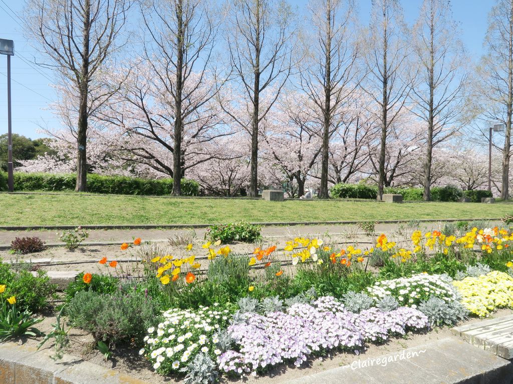 荒子川公園,名古屋港,櫻花前線,犬山城櫻花,公園公仔,櫻花大道,油菜花,日本景點,名古屋景點,日本自由行,日本賞櫻,荒子川公