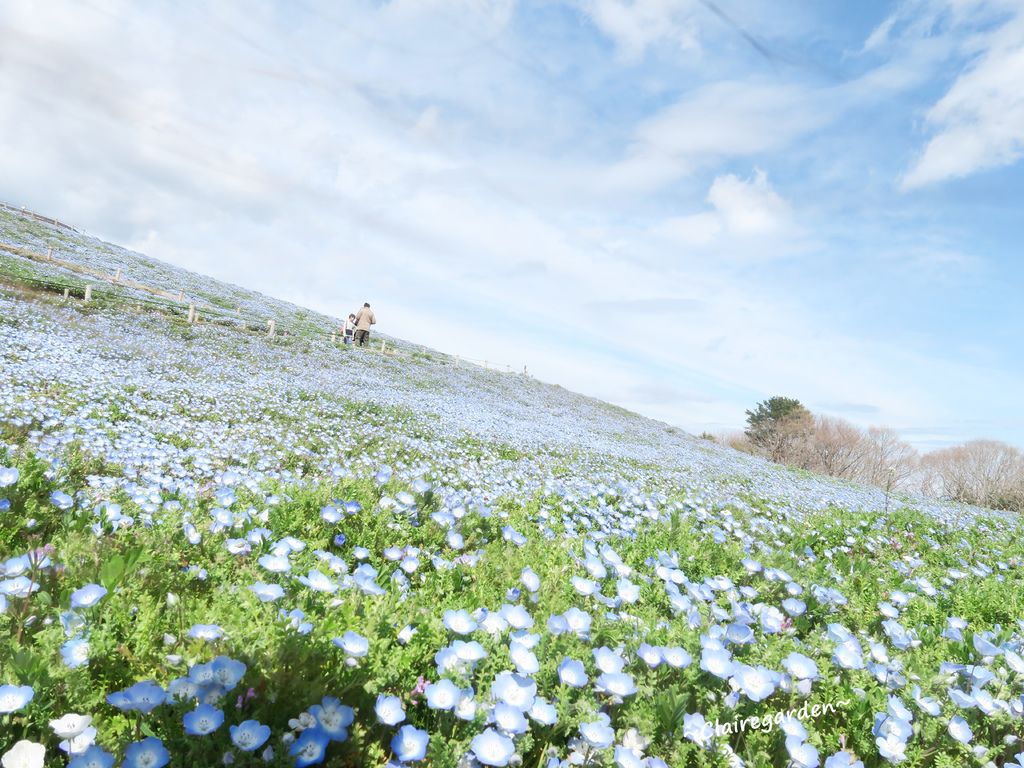 國營常陸海濱公園,粉蝶花,鬱金香,櫻花,JR東北pass,遊園車,電動腳踏車,日本,名古屋,東京,遊輪,攻略,交通,水仙