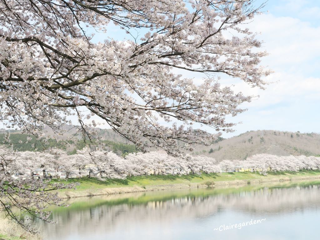 ,日本旅遊,仙台景點,櫻花,賞櫻,白石川堤,一目千本櫻,車站,鐵道,公園,